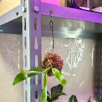 観葉植物, ビカクシダ,お顔がこんにちは,生き物大好き,大阪の画像
