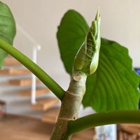 ウンベラータ,観葉植物,フィカス属,クワ科,部屋の画像