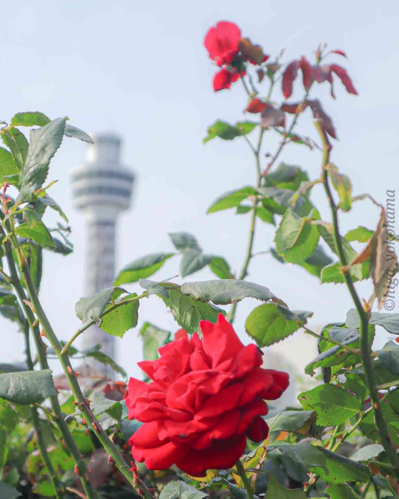 ヒガ君さんの港の見える丘公園への投稿