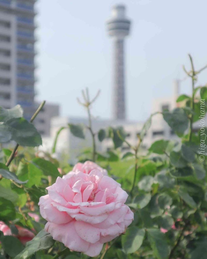 ヒガ君さんの港の見える丘公園への投稿