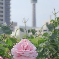 myガーデンネックレス横浜,春の訪れ,散歩,ガーデンネックレス横浜2023コンテスト,港の見える丘公園の画像