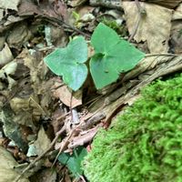 ミスミソウ,雪割草,観葉植物,お花,山野草の画像