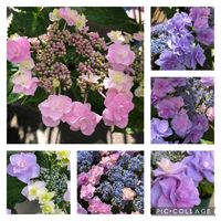 ガクアジサイ,紫陽花♡,挿木,可愛い,花のある暮らしの画像