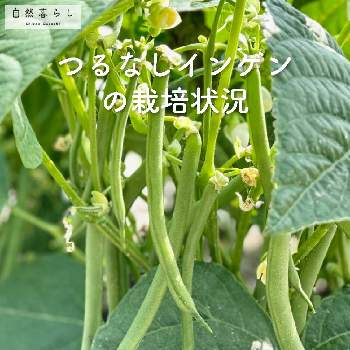 自然暮らし,ミニトマト♥,プランター野菜,カゴメのトマト苗,ベランダガーデニングの画像