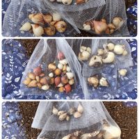 スイセン,ミニアイリス,原種チューリップ,ムスカリ,チューリップの画像