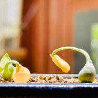 マユハケオモト,マユハケオモト,実生,珍奇植物,眉刷毛万年青*の画像