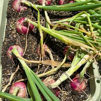プランター 菜園,赤玉ねぎ栽培,玉ねぎ栽培,プランター栽培,赤タマネギ　猩々赤の画像