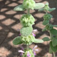 バロータ,挿し芽,寄せ植え,挿し木,鉢植えの画像