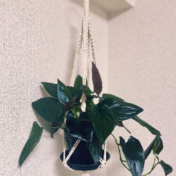 シンゴニウム チョコレート,観葉植物を楽しむ,新葉,スリット鉢,クワズイモ属の画像