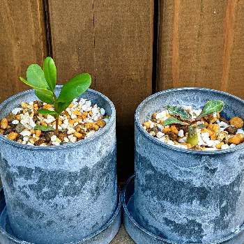 ユーフォルビア フランコイシー,タリナム カフルム,多肉植物,NO GREEN  NO LIFE,お気に入り♡の画像