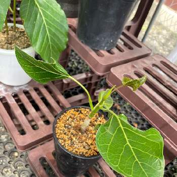 フィカス・ベンガレンシス 'クリシュナ',レア植物,観葉植物,植物のある暮らし,フィカス　ベンガレンシス　クリシュナの画像