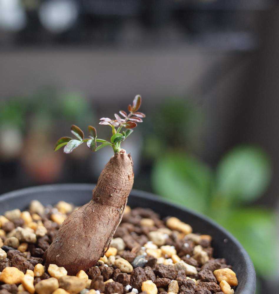 塊根植物 新芽あり パキプス 塊根植物・実生】オペルクリカリア