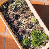 多肉植物,多肉植物のある暮らし,日曜日はセンペル,バラと夢CLUB,HTC No.178の画像