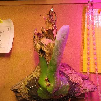 コウモリラン,コウモリラン・ホルタミー,観葉植物,毎月４日はシダの日,シダ植物の画像