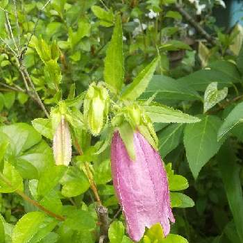 ホタルブクロ,開花,宿根草。,植えっぱなし,小さな庭の画像