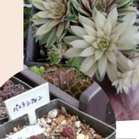 多肉植物,日曜日,ドライフラワー,寄せ植え,おうちde菜園の画像