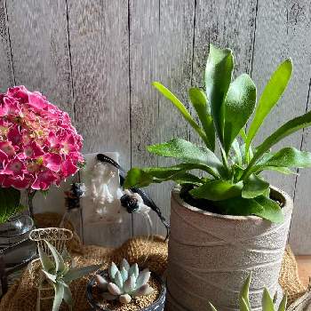 ビカクシダ,エンジェルフィンガー,紫陽花,チランジア ハリシー,感謝 感謝 ❤の画像