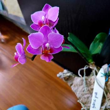 みどりのある暮らし,開花中,ラン類,植物のある暮らし,コルク付けの画像