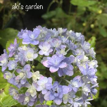 アジサイ てまりてまり,アジサイ,植中毒,花のある暮らし,小さな庭の画像