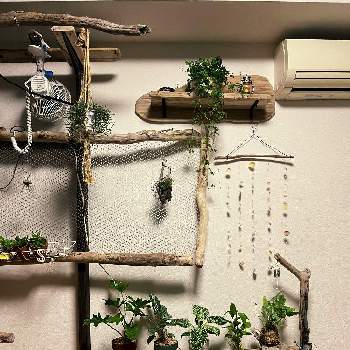流木作品,流木の画像