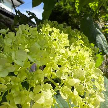 紫陽花 アナベル,開花,開花中,GSのみなさんに感謝♡,アナベル  紫陽花の画像