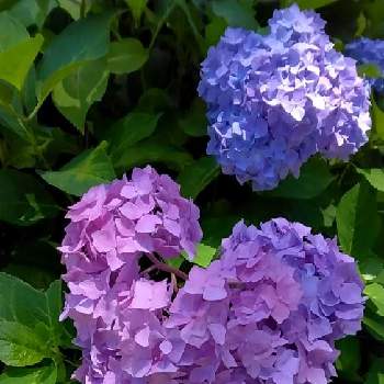 癒やし,おうちde菜園,季節の花,きれい,おうち園芸の画像