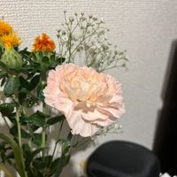 カーネーションの画像