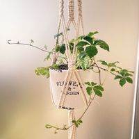 シュガーバイン,観葉植物,新芽,バルコニー/ベランダの画像