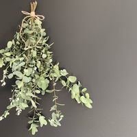 ユーカリ,ユーカリ グニー,ユーカリドライ,剪定,アロマ効果の画像