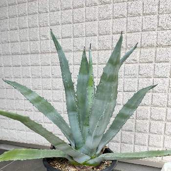 Adenanthera pavonina,ナンバンアカアズキ,花の咲く木,熱帯果樹,サガの実の画像