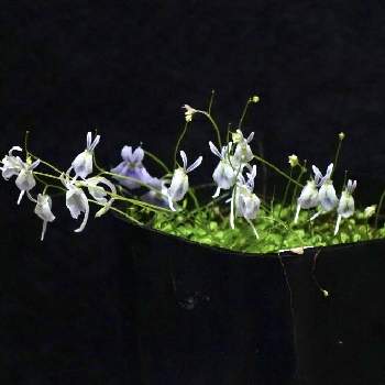 ウサギゴケ,Utricularia sandersonii,開花,食虫植物,食虫植物 ミミカキグサの画像