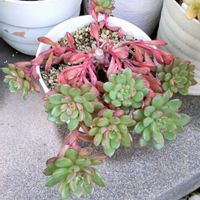 ピンクルビー,ダイソー産,多肉植物,挿し芽,おうち園芸の画像