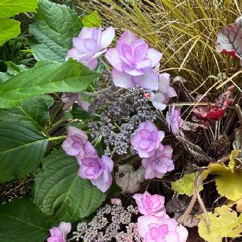アジサイ,ピンクの花,シェードガーデン,マイガーデン,梅雨間近の画像