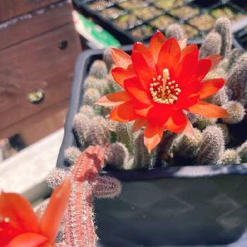 Adenanthera pavonina,ナンバンアカアズキ,花の咲く木,熱帯果樹,サガの実の画像