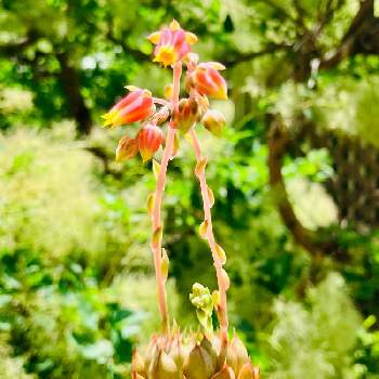 ヤマトヒメ,花芽,多肉植物,開花,ネコ好きの画像