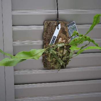 レカノプテリス シヌオサ,着生植物,lumix-gh5m2,観葉植物,蟻植物の画像