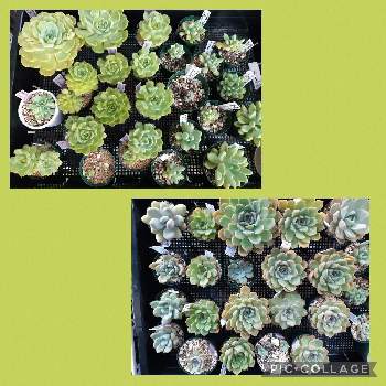 多肉植物,葉挿しさん,観葉植物,リメ缶,自家製交配種の画像