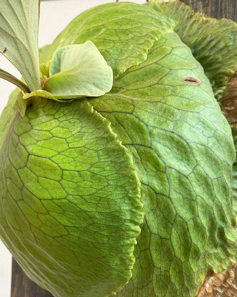 P. Horne's Surprise 成長記録 2025.2.12｜🍀GreenSnap（グリーン