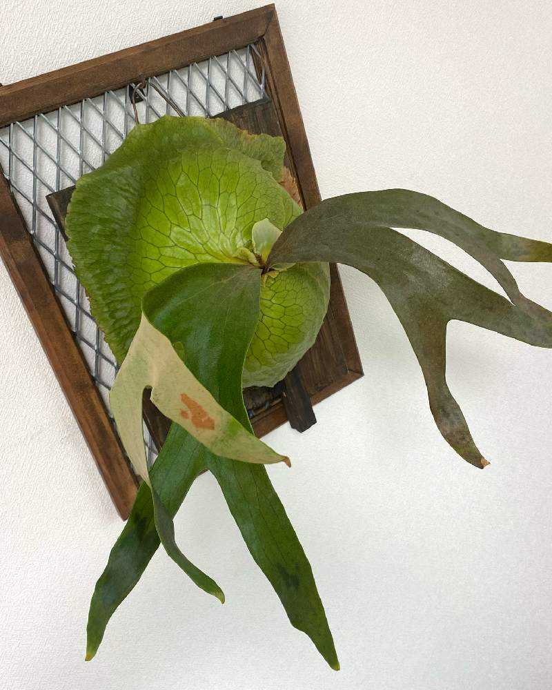 P. Horne's Surprise 成長記録 2025.2.12｜🍀GreenSnap（グリーン