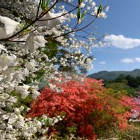 シロヤシオ,トウゴクミツバツツジ,アカヤシオ,ツツジ,花散歩の画像
