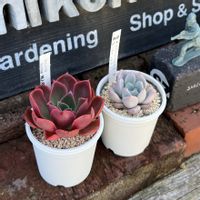 レレナ,アメチスチヌム×(ザラ×チワ),多肉植物,紅葉する多肉,グラプトペタルムの画像