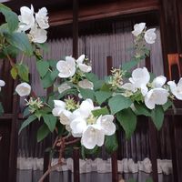 バイカウツギの画像