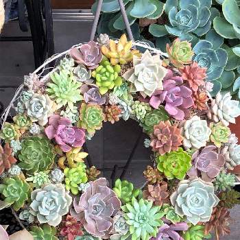 多肉植物,リース,多肉リース寄せ,多肉寄せ植え,小さな庭の画像