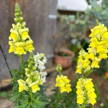 キンギョソウ,ずくだせ信州,種まき,種まき中毒,今日のお花の画像