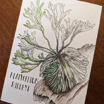 多肉植物,植物のある暮らし,絵がある暮らし,ビカクシダ・リドレイ,イラストの画像