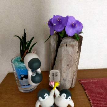 ムラサキツユクサ,花の撮影,試験管,季節のお花,流木の画像