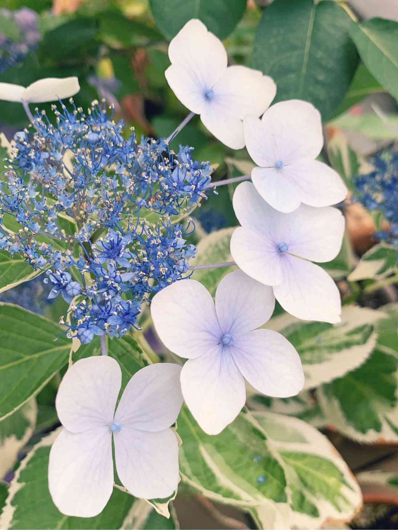 斑入り額紫陽花 ️恋路が浜 ️挿し木苗 感染対策 インテリア・住まい