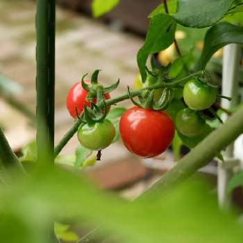 ミニトマト天使のほっぺ,ミニトマト,プランター野菜,プチ家庭菜園,初収穫の画像