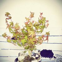 やまもみじ,剪定,もみじ。,teamチーバクン♡,ちっちゃいものクラブの画像
