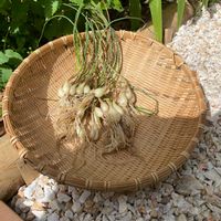 島らっきょう,家庭菜園,夏野菜,プランター野菜,小さな庭の画像